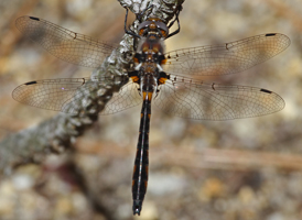 Uhler's Sundragon